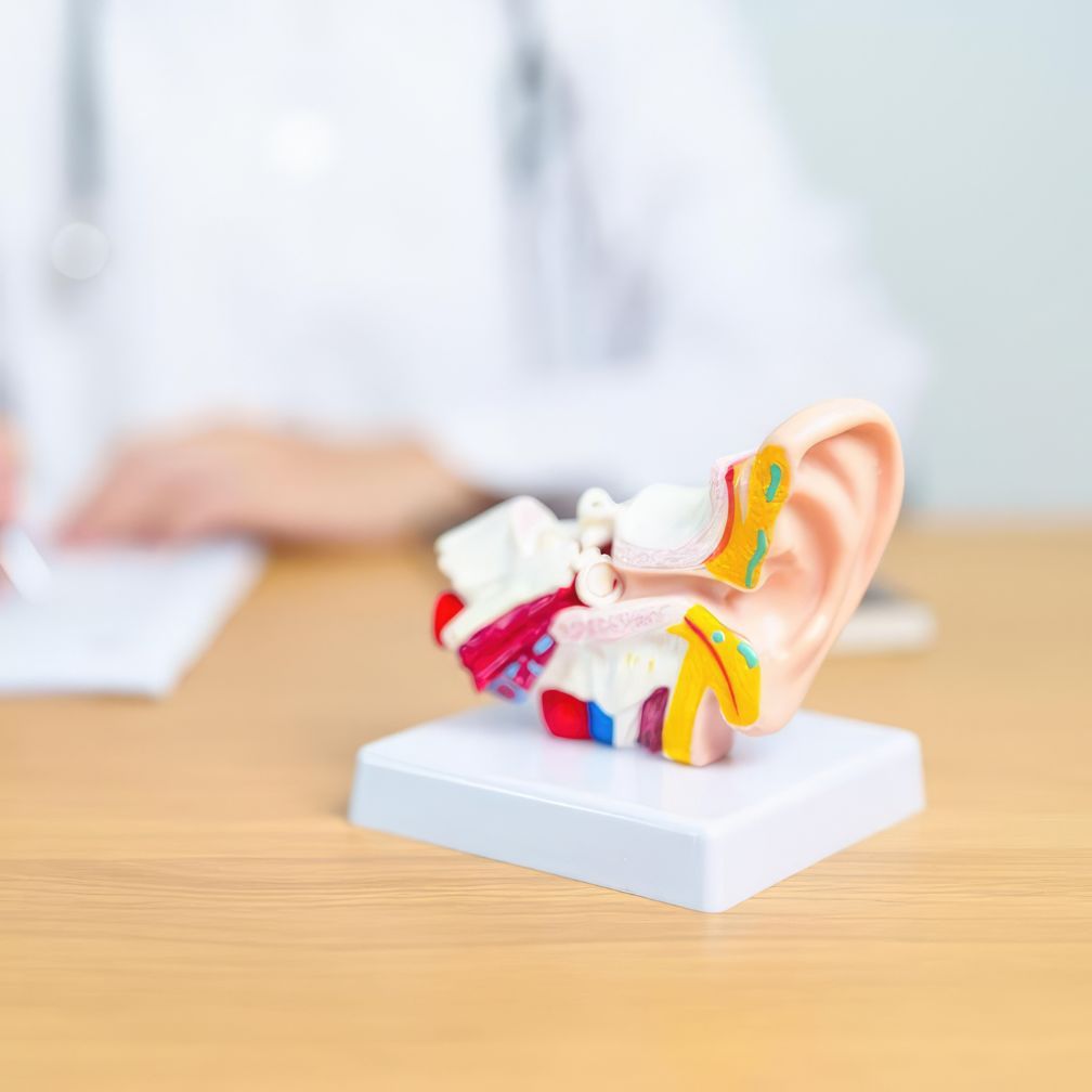 A detailed anatomical model of a human ear sits on a desk, with a person in a white coat writing in the blurred background.